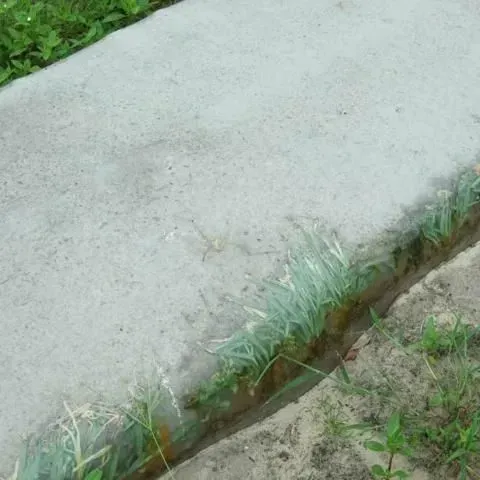 thumbnail for publication: Solarization for Pest Management in Florida